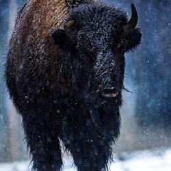 Randeris Bison