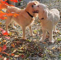 Hundefristedet