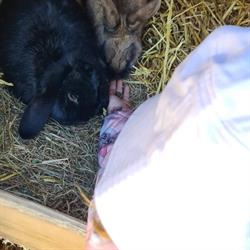 Uglehulen Sindal - Privat pasningsordning