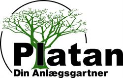 Platan
