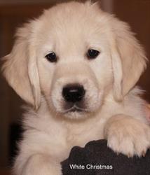 Kennel GoldenPrimrose
