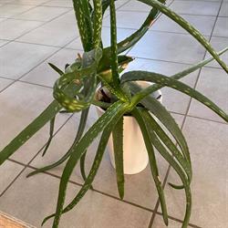 Pernille's Aloe vera
