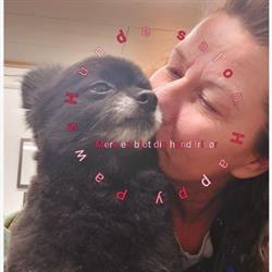 Hunde salon Happy Paws