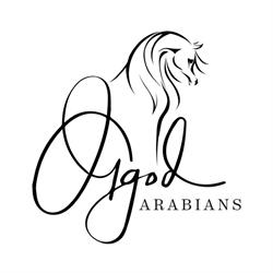 Ølgod Arabians