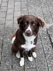 Workingdog.dk