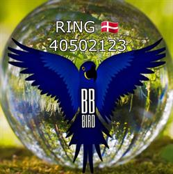BB BIRD