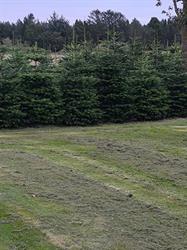 Juletræer fra melholt plantage