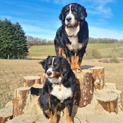 Brændholt Hundebane - træning og leg