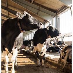 van Heesch Dairy Partnership