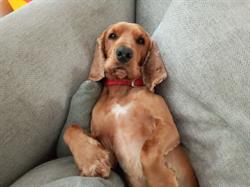 Annies Hundesalon