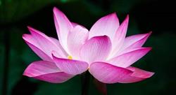 Mindfulness og meditation v/Karen Ravn