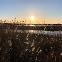 MindfulnessCenteret.dk