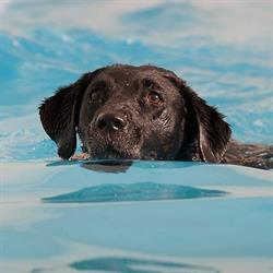 LuksusHunden Hundesvømmehal