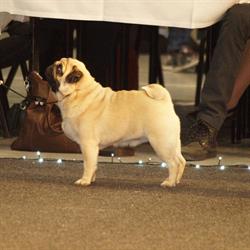 Kennel Adeltand