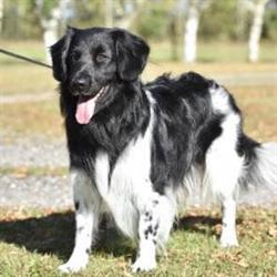 Kennel Wonder-Hunters