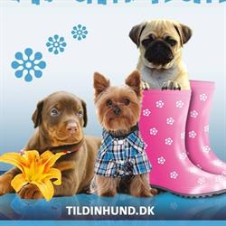 Tildinhund.dk