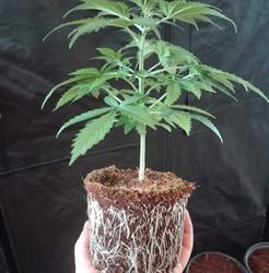 BiG Plant Science