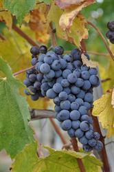 Ilvino