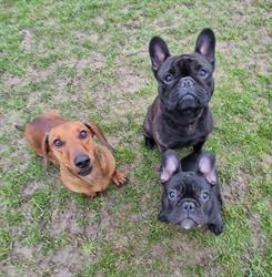 Terslev Hundepension