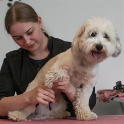 Sesse's hundesalon