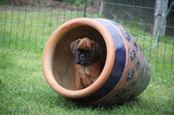 Kennel Carolinekilde's
