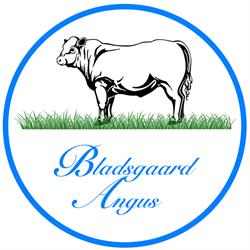 Bladsgaard Angus