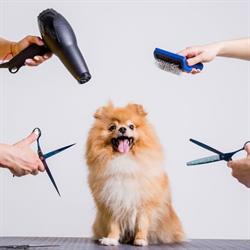 Aabybro Hundeklip