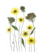 blomster plakat