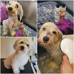 AH Hundesalon