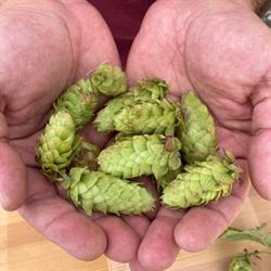 Byhumle Urban Hop Farm