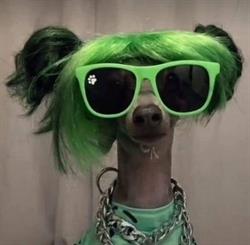 Jmk Hundefrisør
