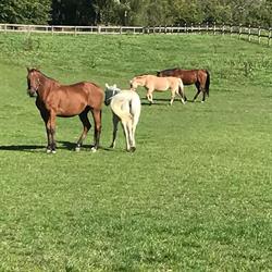 AC’S PONYCLUB