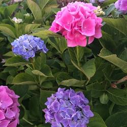 Home & Garden
