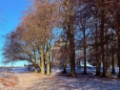Dyrehaven