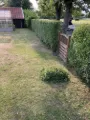 Hækklipning