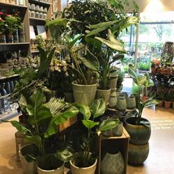 Amy's Blomster