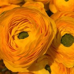 Blomsterforretningen Viggo Jørgensen ApS