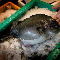 Dagens Fisk