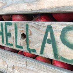 Frugtplantagen Hellas