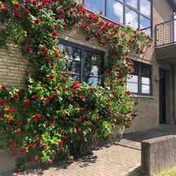 Kildehuset Fountain-House i Aalborg