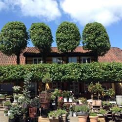 Kirkepladsens Blomster Vinladen