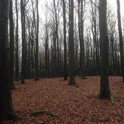 Legind Bjerge Plantage
