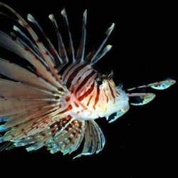Lionfish v/Jørn Mortensen