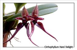 Orchidegartneriet