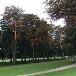 Ribe Golf Klub