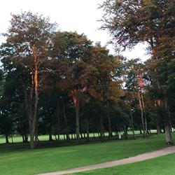 Ribe Golf Klub