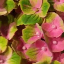 Vorup Blomster - Selvbetjening udenfor normal åbningstid