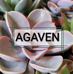 Agaven