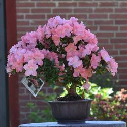 Bonsai Værkstedet