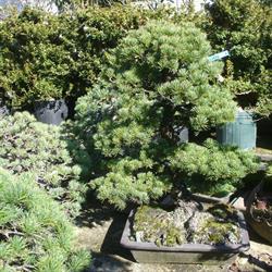 Bonsai Værkstedet